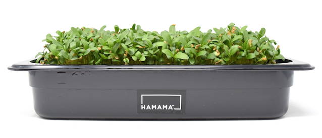 Fully grown homegrown fenugreek microgreens in a grow tray.