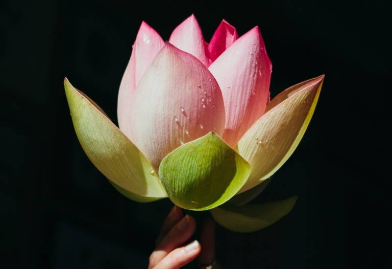 lotus flower