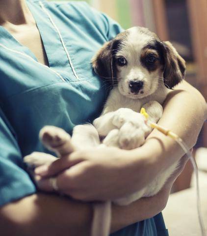 dog being helped by a vet - AnimalBiome