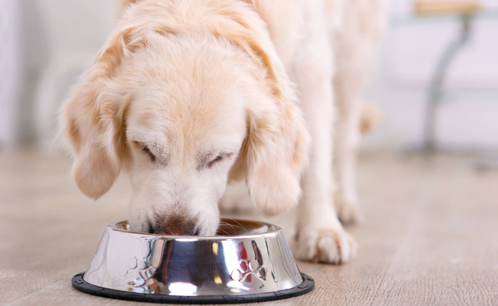 Dog eating foos from bowl. What to feed a sick dog  with no appetite. 