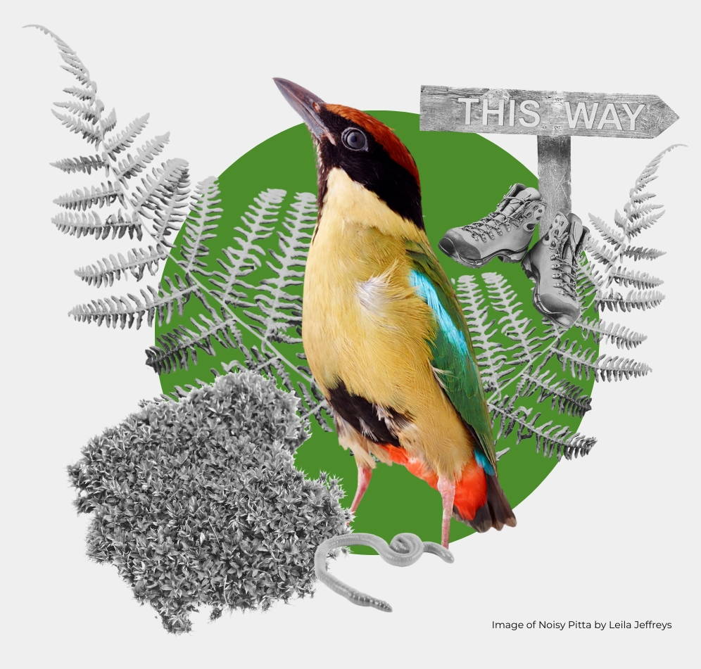 Noisy Pitta collage with signage and flora