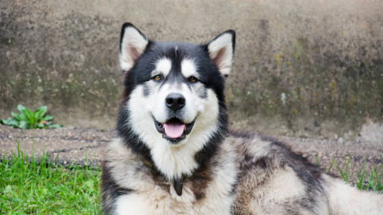 large malamute laying on the grass panting and looking at the camera