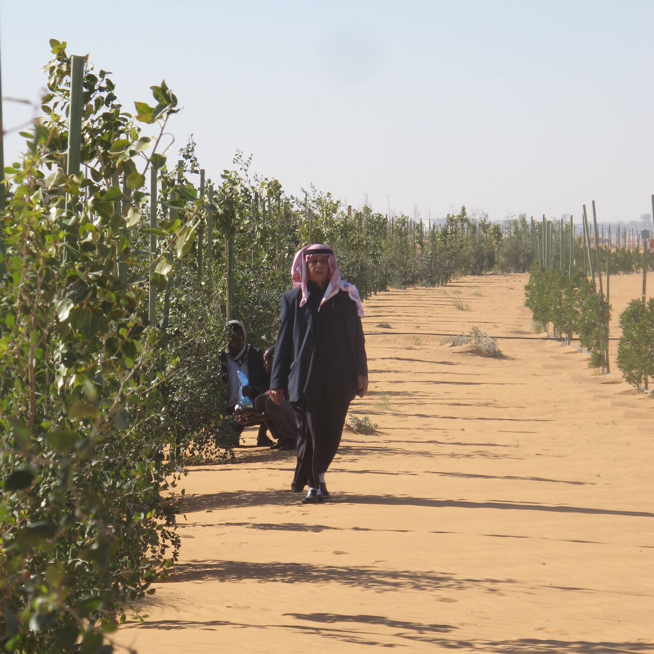 Ibrahim in the Khurais desert project with 4600 fruit trees.