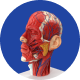 3D anatomical model of a human head showing muscles and blood vessels.