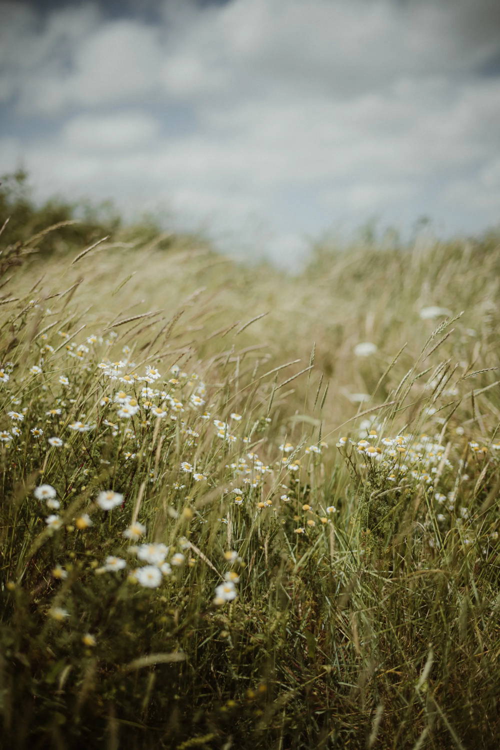 A field of small white wildflowers and grasses