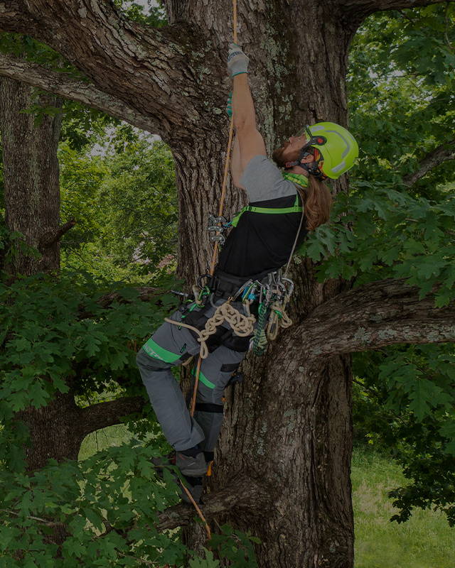 image of The Best Tree Climbing Gear is Here!