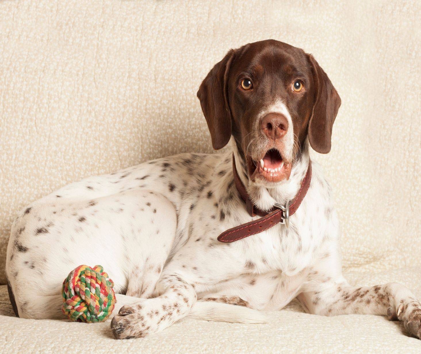 Pointer top 9 dog breed in the US