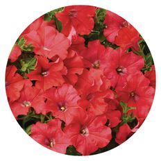 Photo of Supertunia® Really Red Petunia