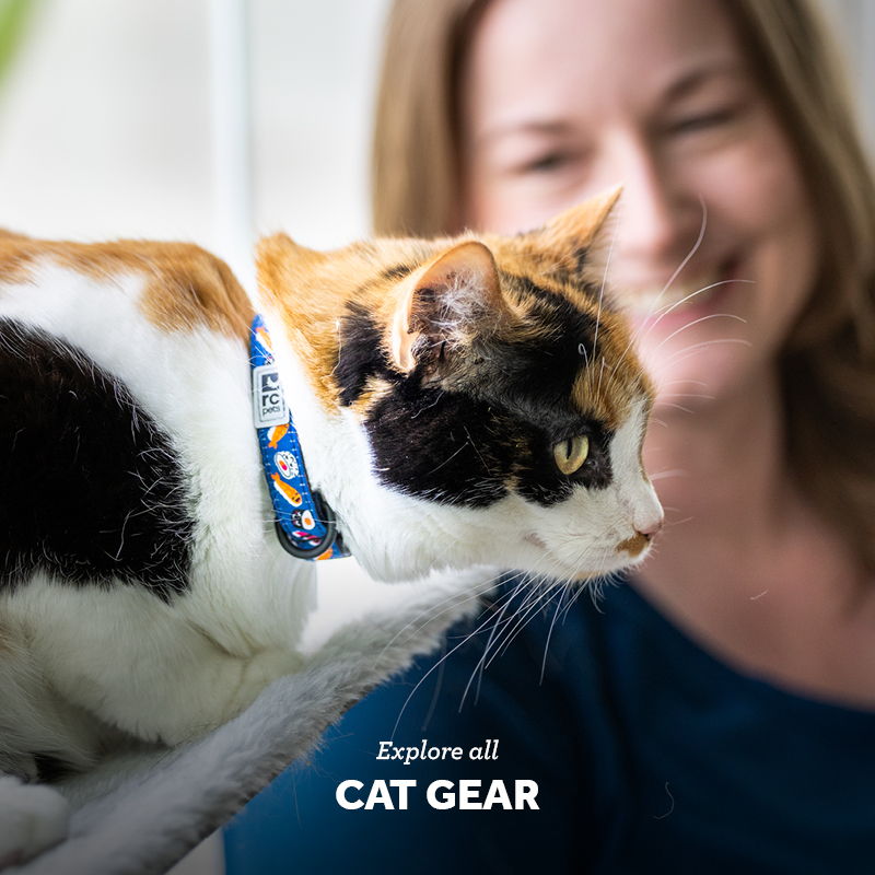 Cat wearing a collar with a person smiling in the background.