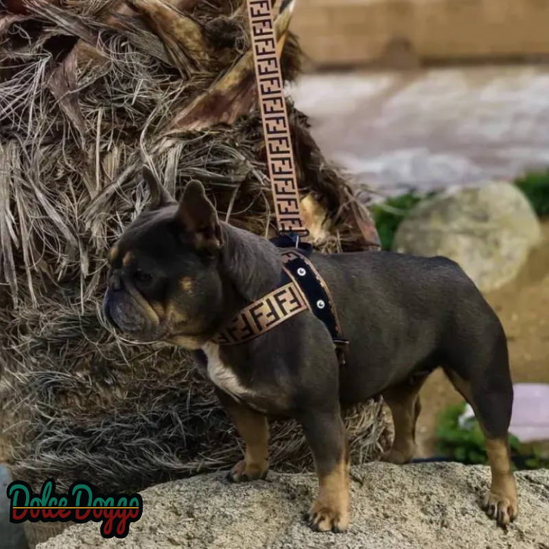 trendy dog harness