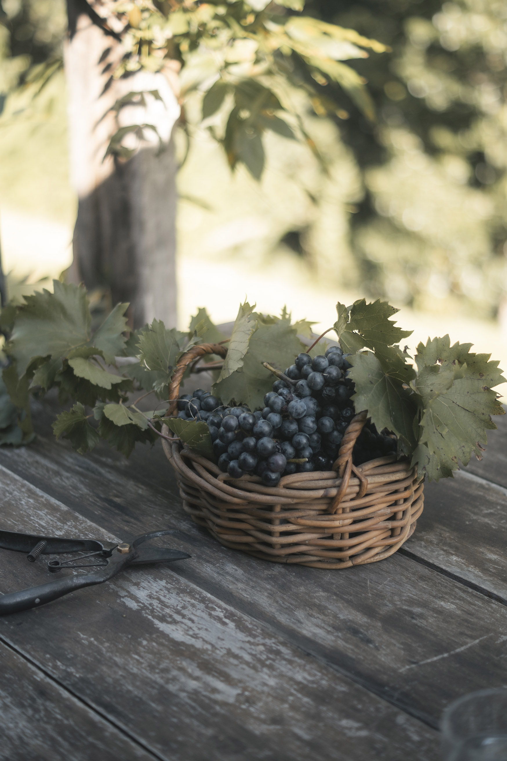 A wicker basket filled with grapes and leaves on a wooden table.