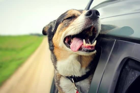 a dog sticking his head out of the window with its tongue out 