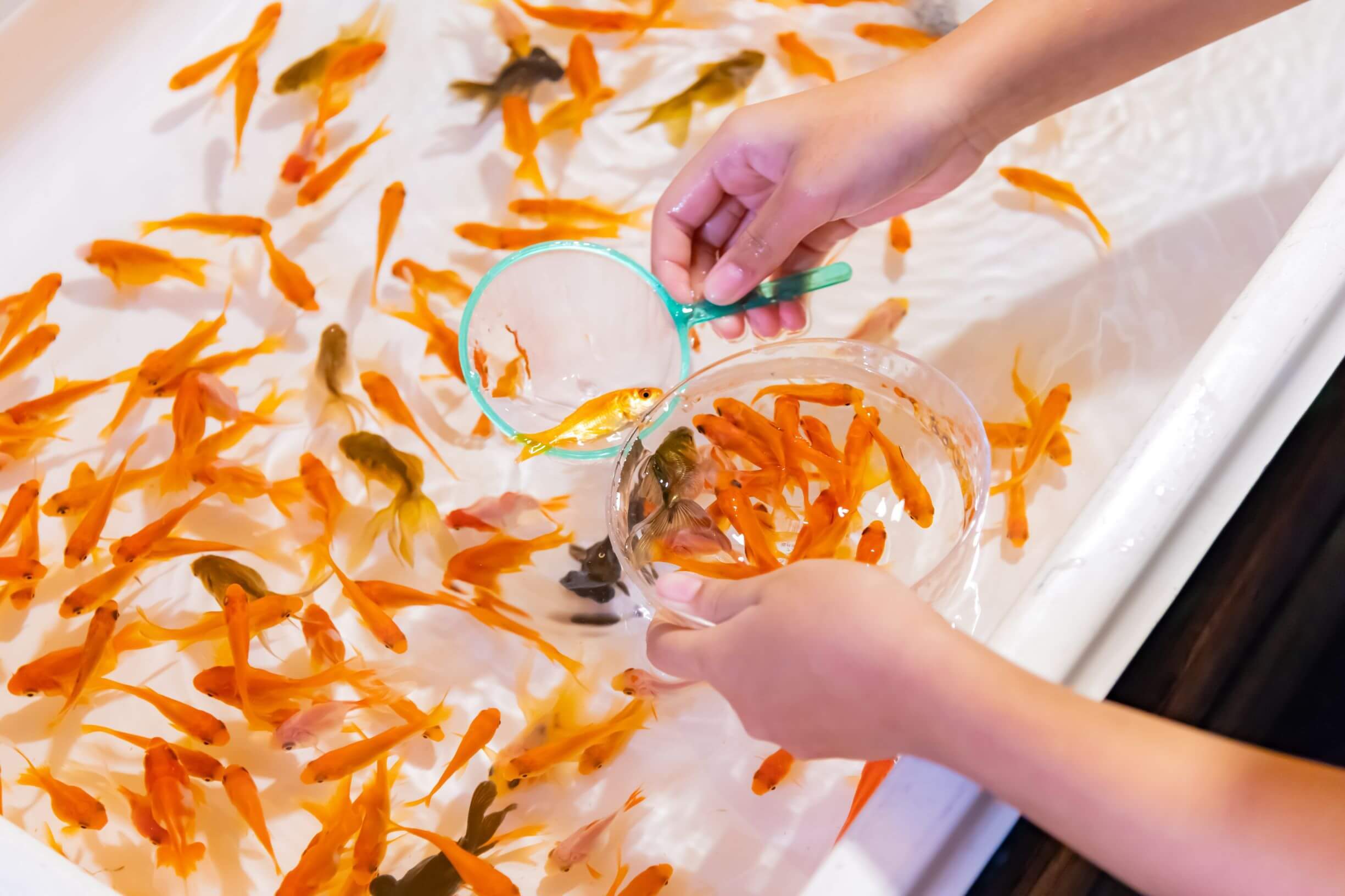 goldfish scooping in Japan