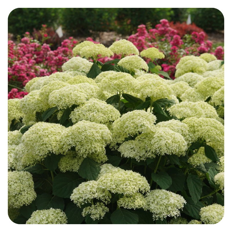 Up close photo of Invincibelle smooth hydrangea