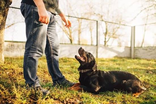 A man and a black and brown dog  practicing training in their yard. 