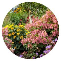 Sale of the week image