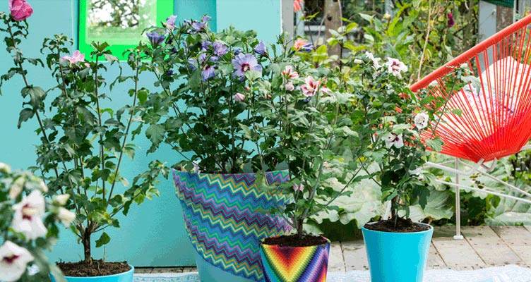 Patio Plant: Hibiscus 