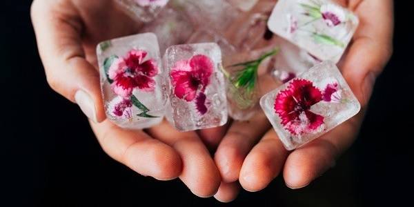 Essbare Blüten in Eiswürfeln