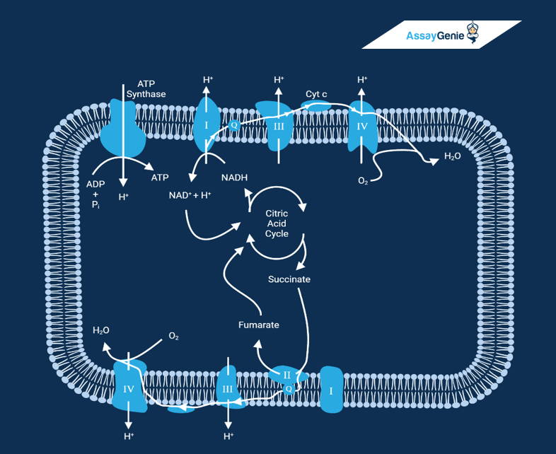 Steps of Oxidative Phosphorylation