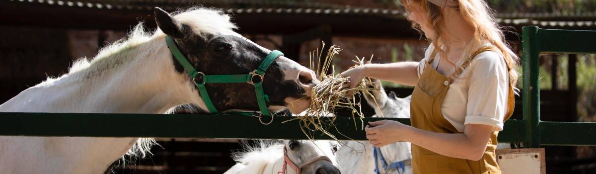 Woman feeding horse