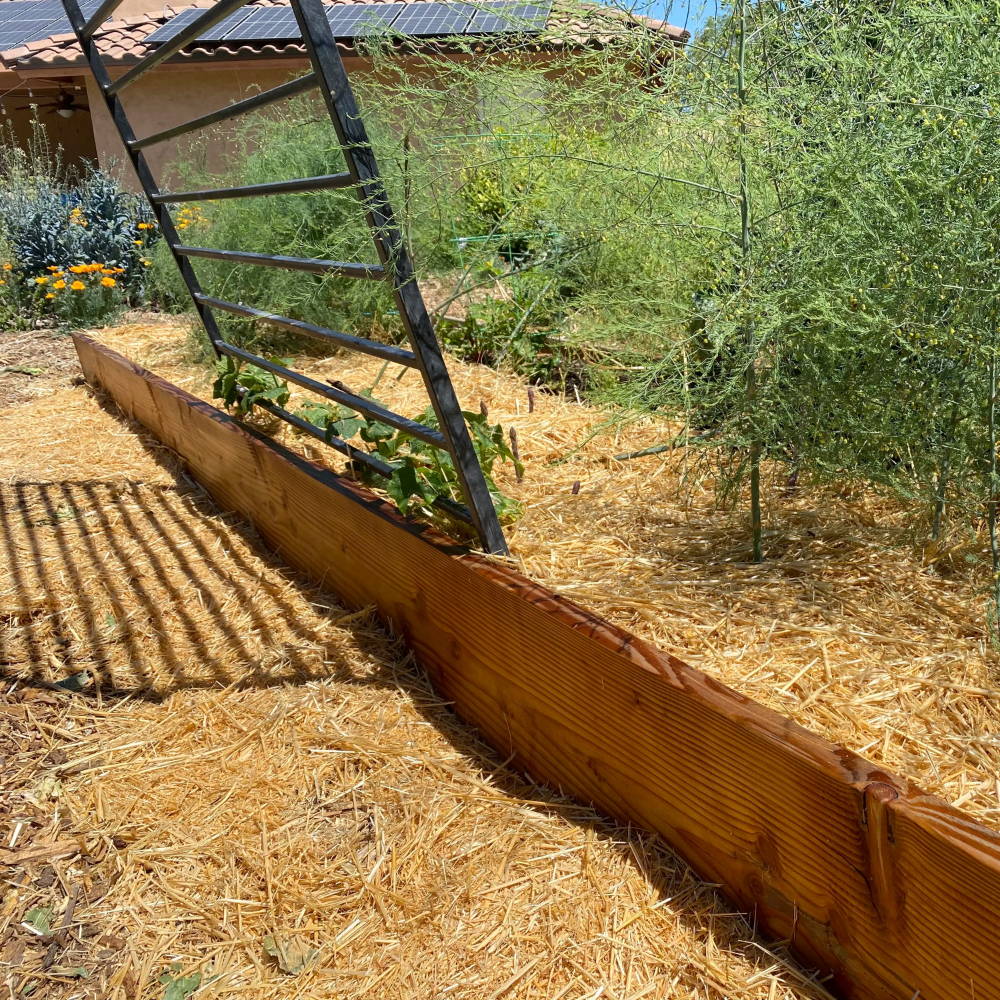Raised asparagus beds mulched with straw for growing Golden Oysters.