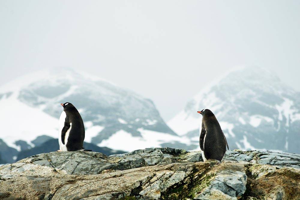 antarctic polar desert