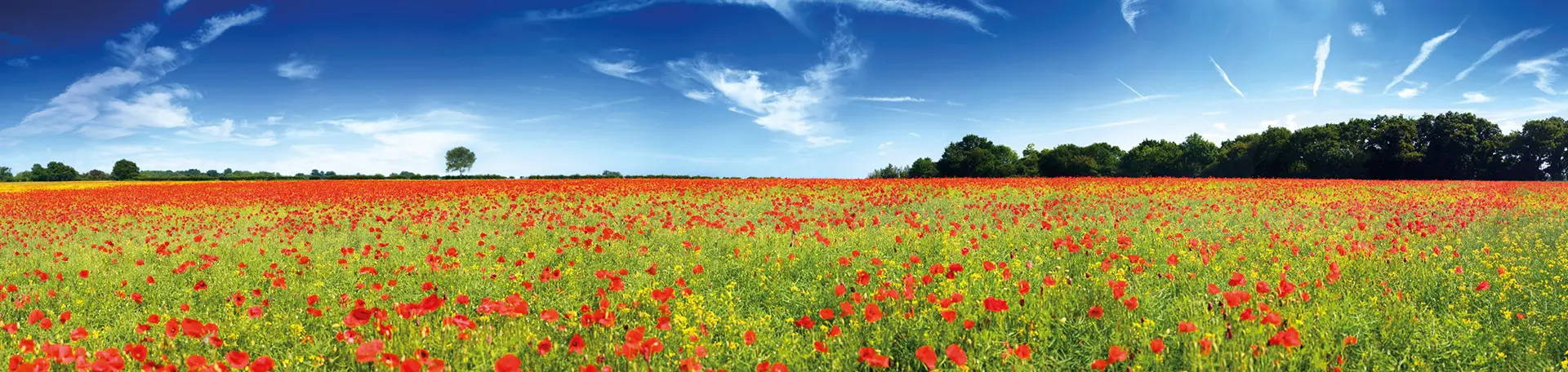 Poppies