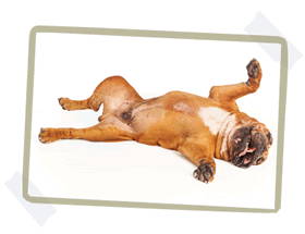 A dog lying on its back