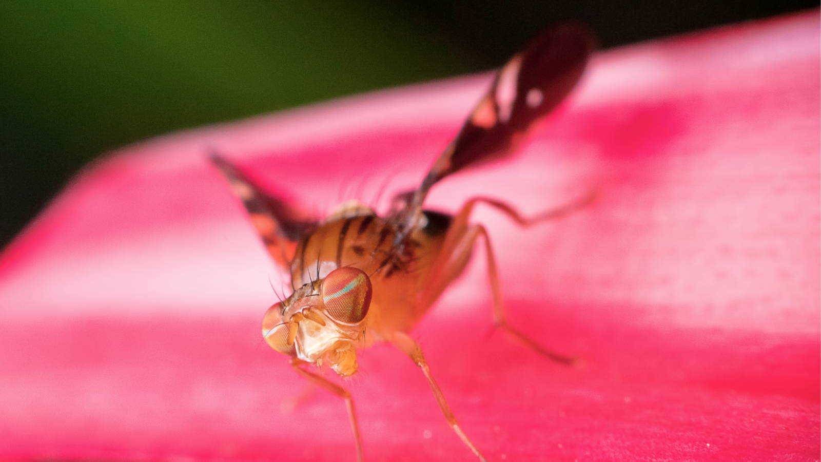 Drosophila melanogaster d. mel fruit fly model organism Future Fields