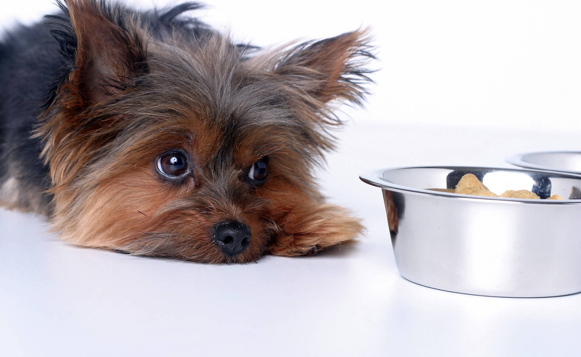 Tiny dog besides food tray. How to treat dog Constipation