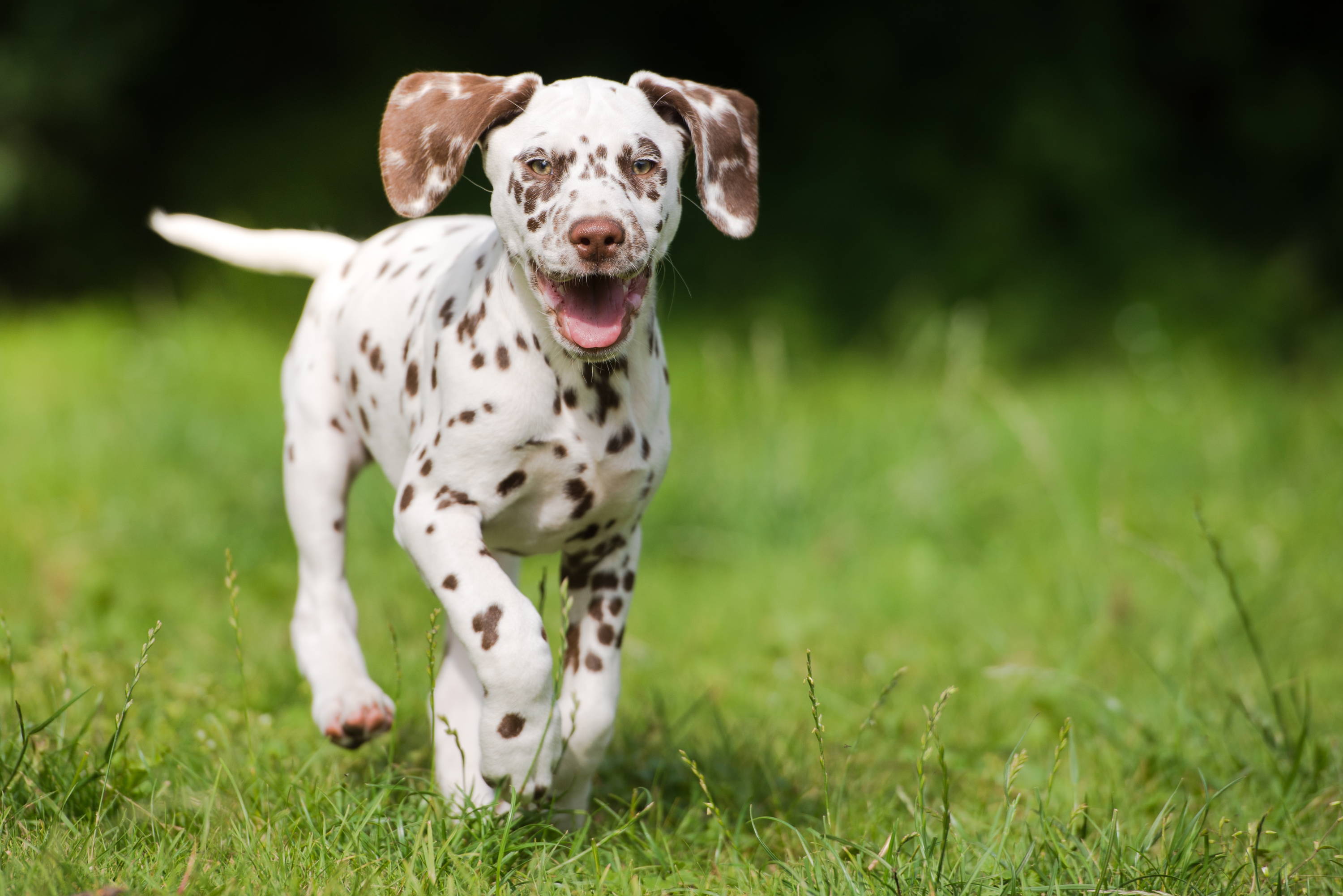 Dalmatian Puppy | Balanced and Complete Puppy Food From Bone Idol