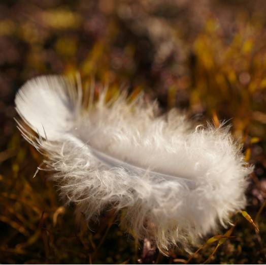 A white feather laying on the ground.