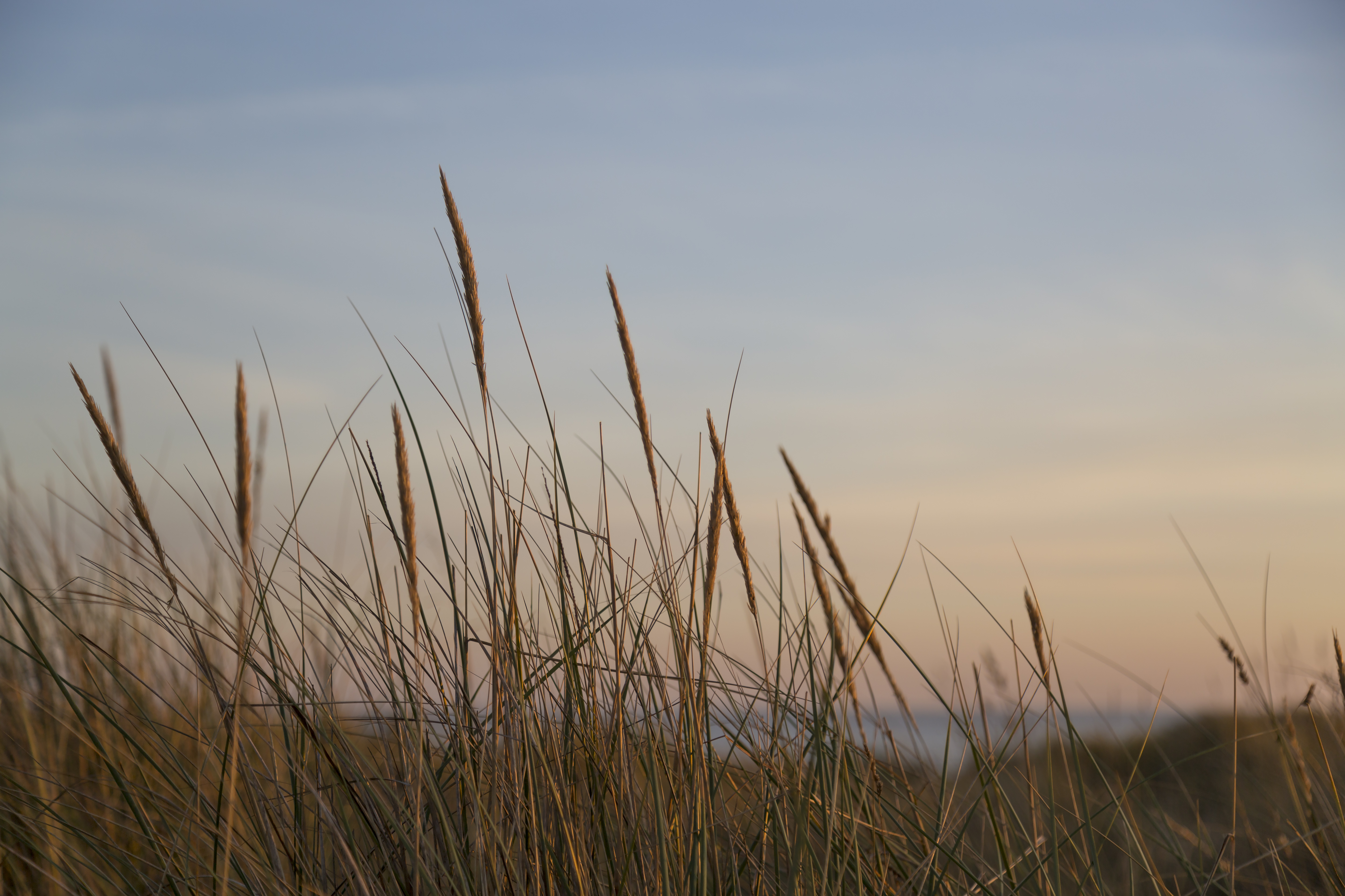 Tall grass against a colorful sky at sunset.