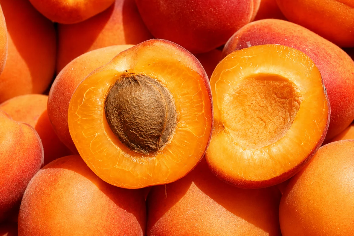 Fresh apricot halves revealing golden-orange flesh and pit, surrounded by ripe apricots, illustrating a productive fruit tree for home orchards and edible landscapes.