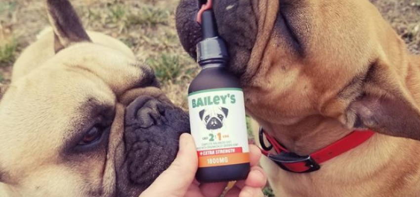 Image of two happy dogs and their owner showing Bailey's Extra Strength 2:1 CBD & CBG Oil For Dogs product.