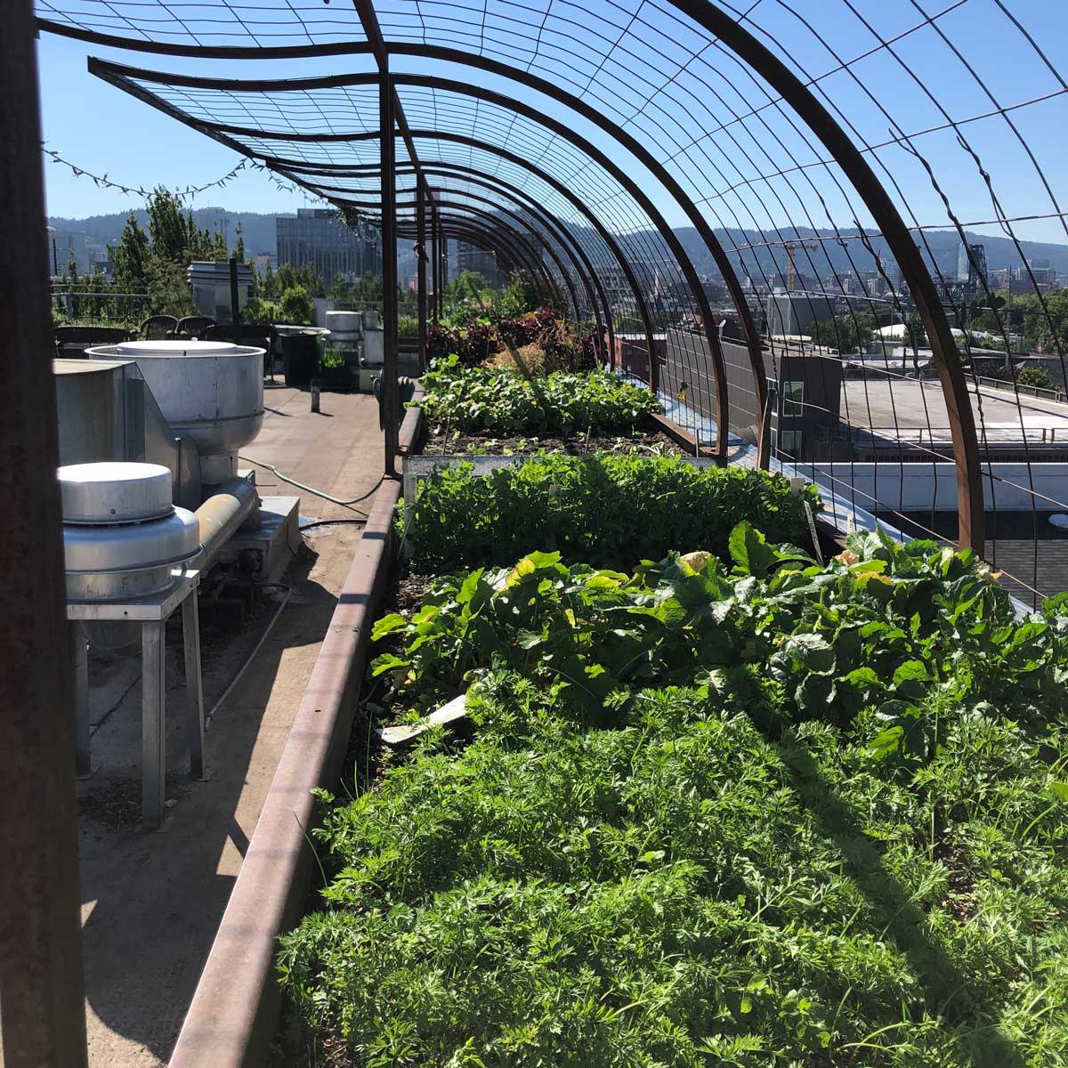 A green roof with a curved trellis system to cover and protect plants below