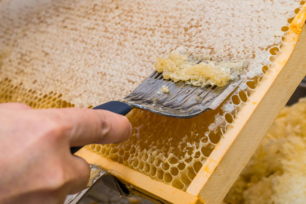 uncapping honey