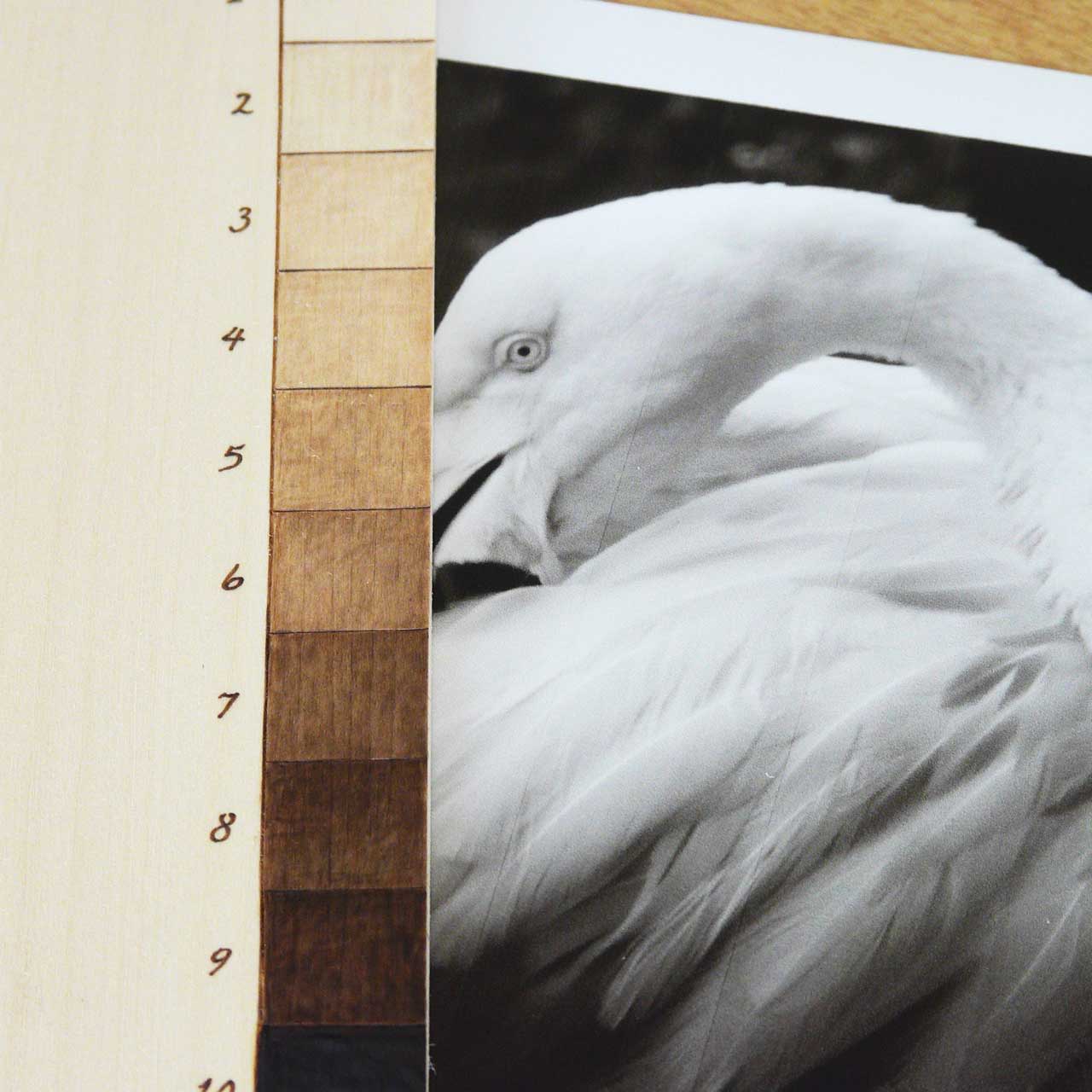 A color palette beside a black and white image of a swan.