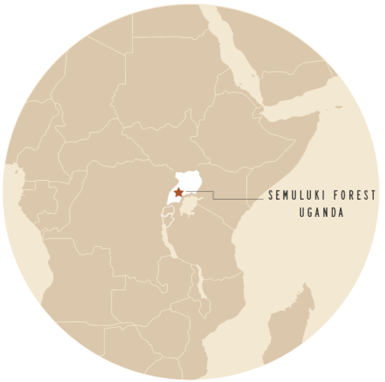 Semuliki Forest, Uganda map