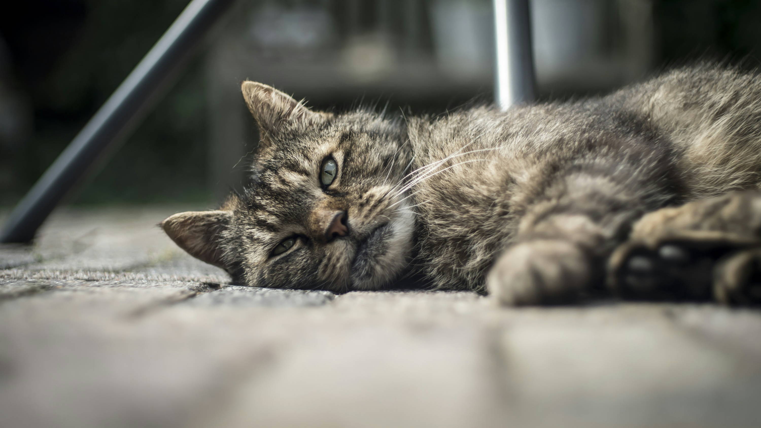 A cat lying down on the ground