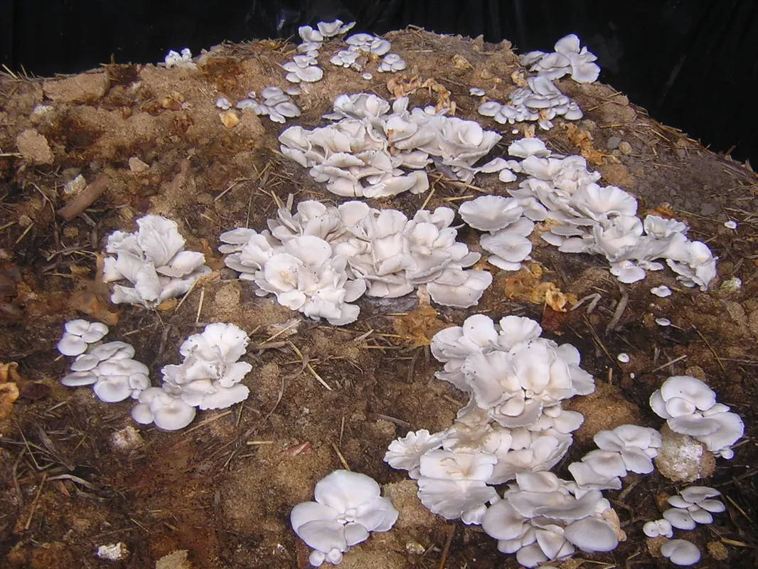 oyster mushrooms growing on contaminated soil