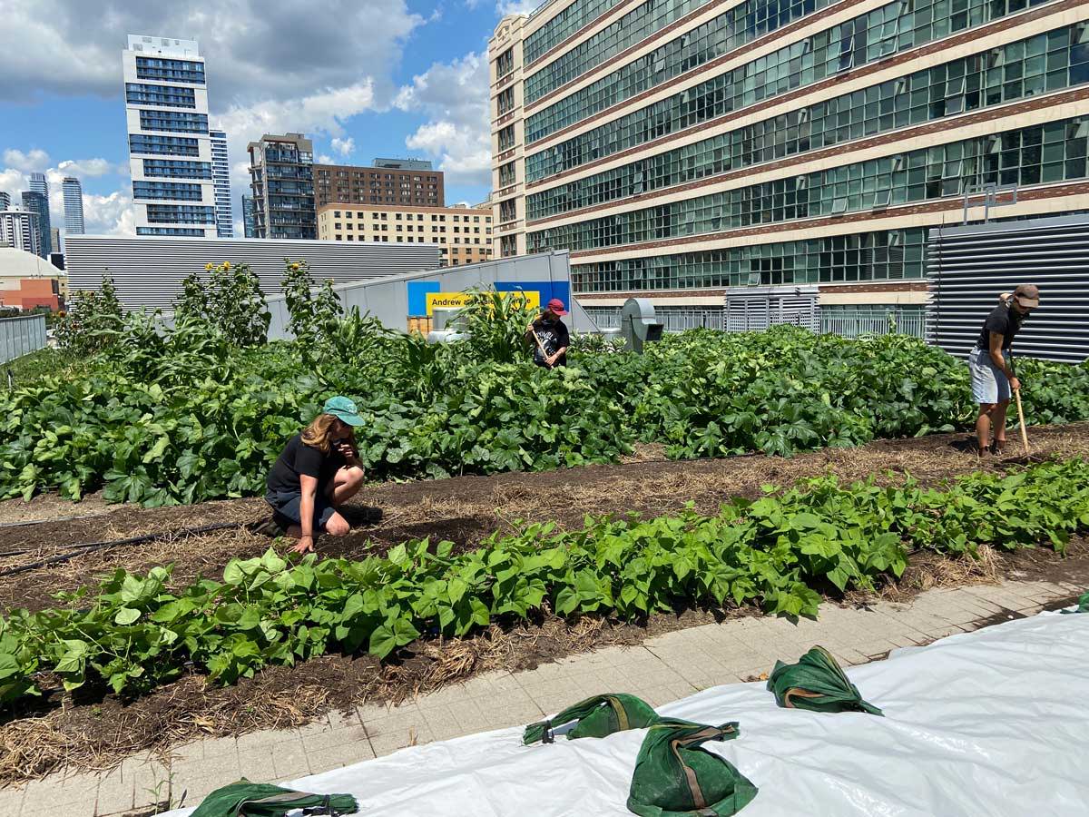 A green roof vegetable garden surrounded by tall buildings