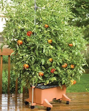 Casters enable the entire EarthBox gardening system to become mobile.