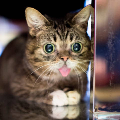 Lil Bub the cat