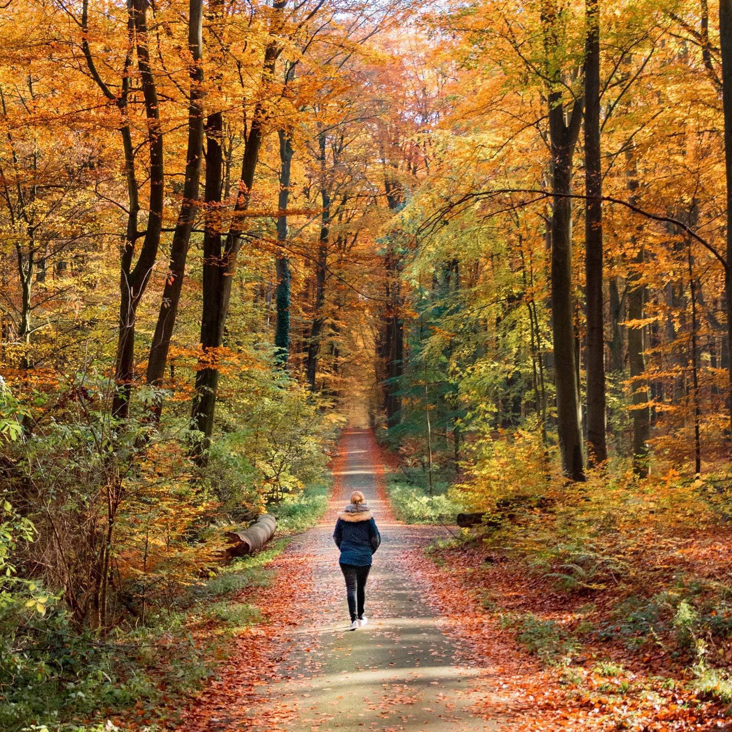 Someone taking a walk with autumnal orange trees.