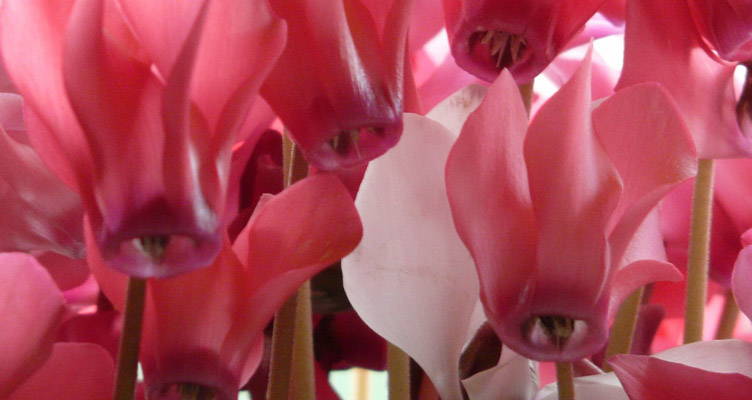 Cyclamen Hederifolium