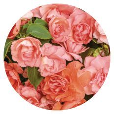 Photo of Rockapulco® Tropical Shades Double Impatiens