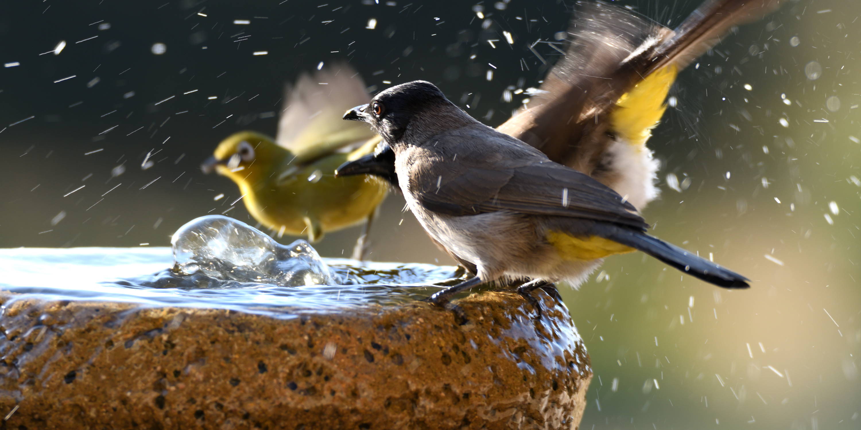 bird bath