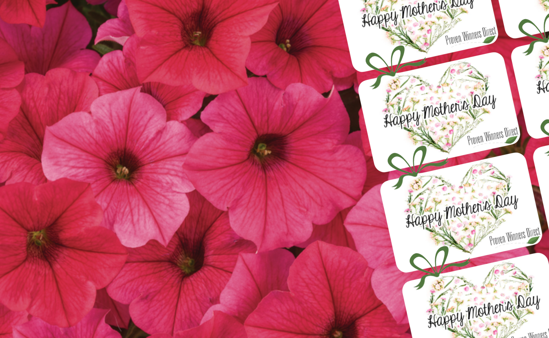Supertunia Vista Paradise Bloom Highlight Photo