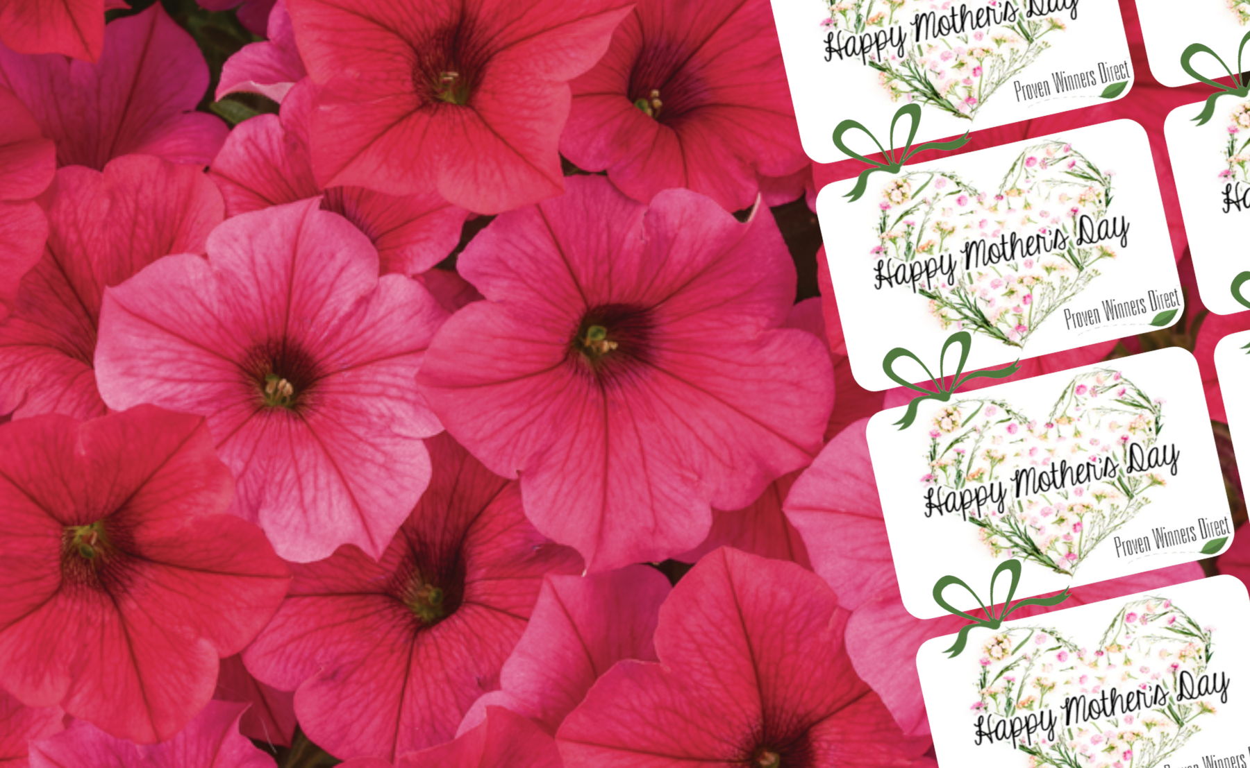 Supertunia Vista Paradise Bloom Highlight Photo